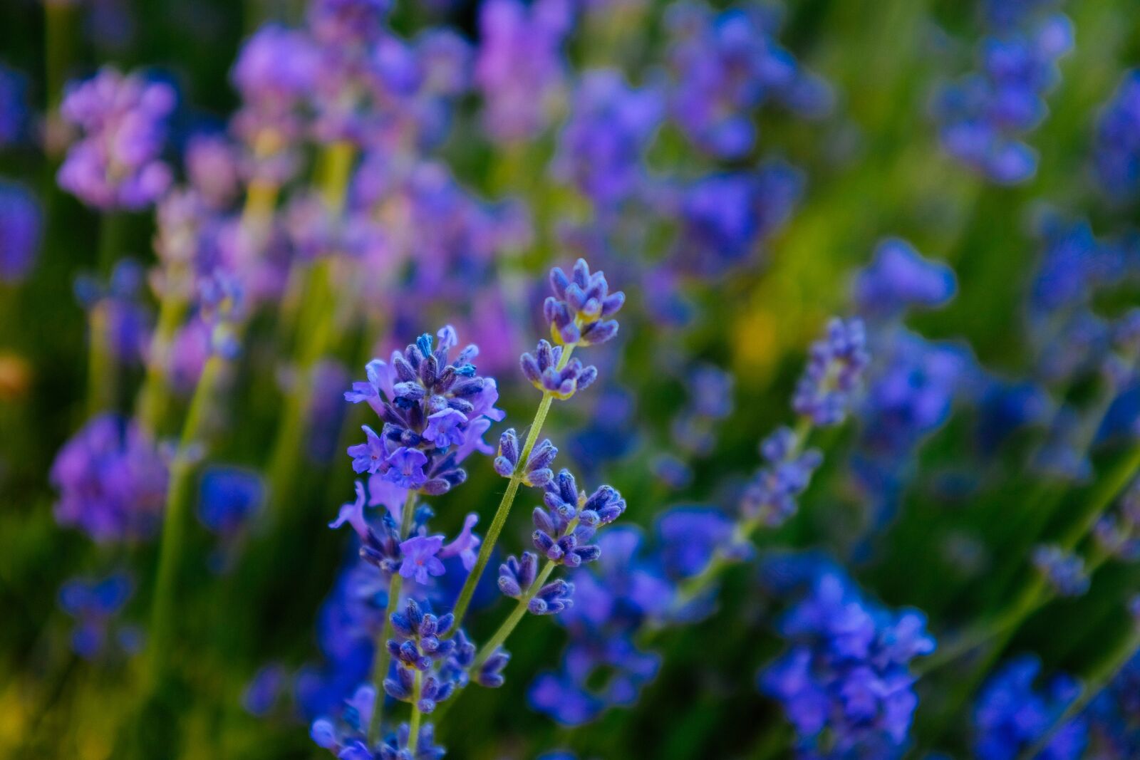 Fujifilm X100S sample photo. Lavender, yili, flower photography