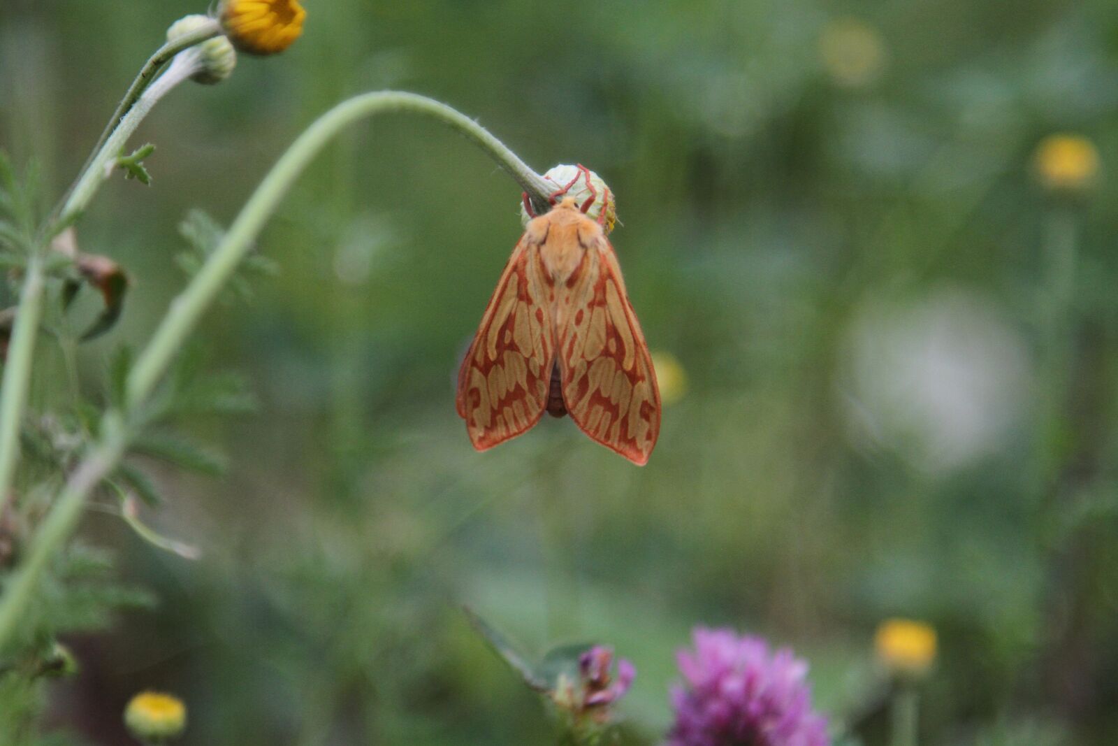 Canon EOS 7D sample photo. Nattfly, butterfly, the nature photography