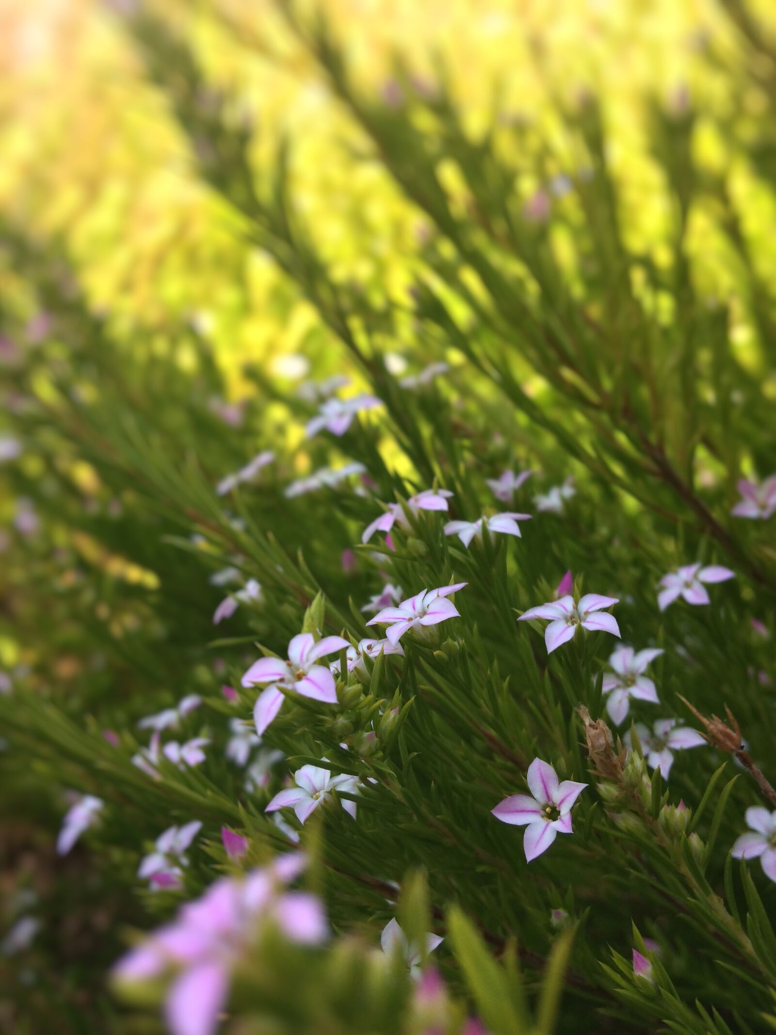 iPhone 5s back camera 4.15mm f/2.2 sample photo. Flowers, pink, bush photography