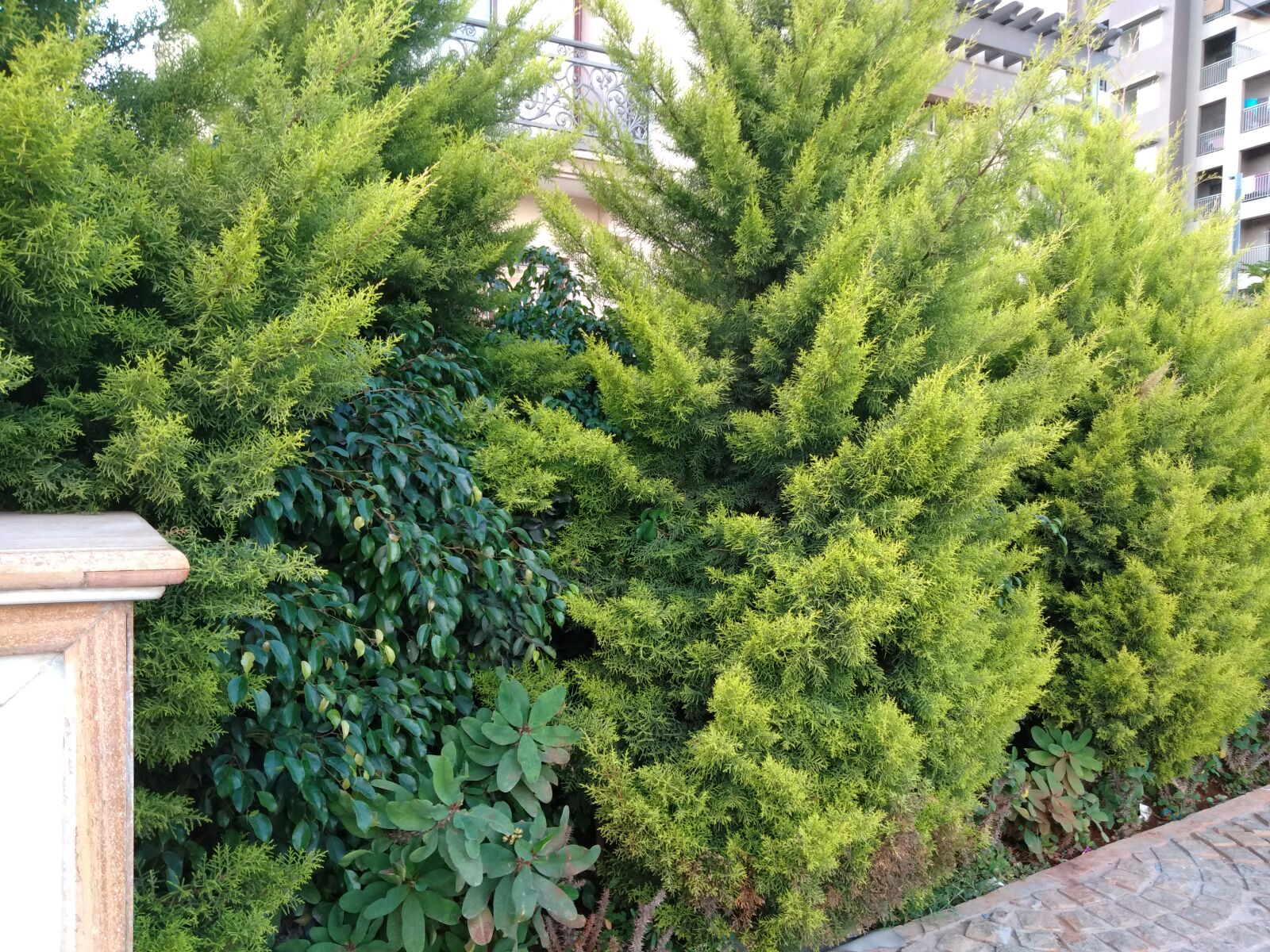 ASUS ZenFone 4 Selfie (ZD553KL) sample photo. Luxury, outdoor, plants photography