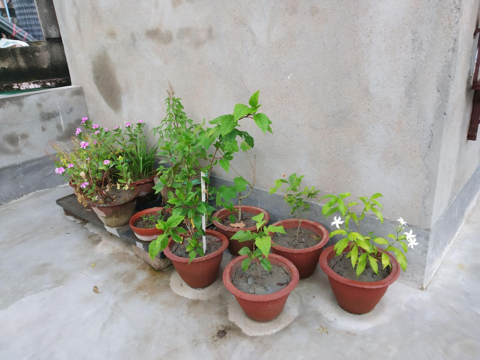 Xiaomi Redmi Y2 sample photo. Gardening, pot, roof photography