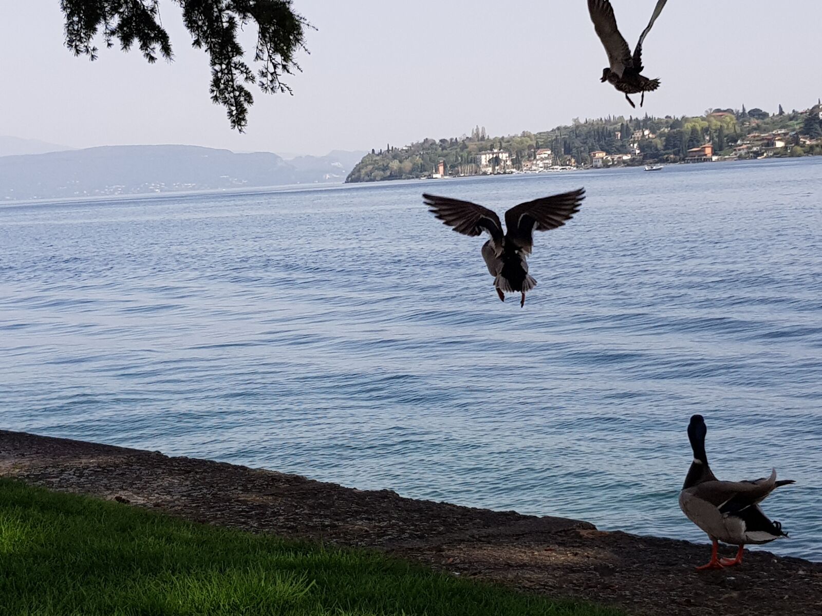 Samsung Galaxy S8+ sample photo. Ducks, take off, lake photography