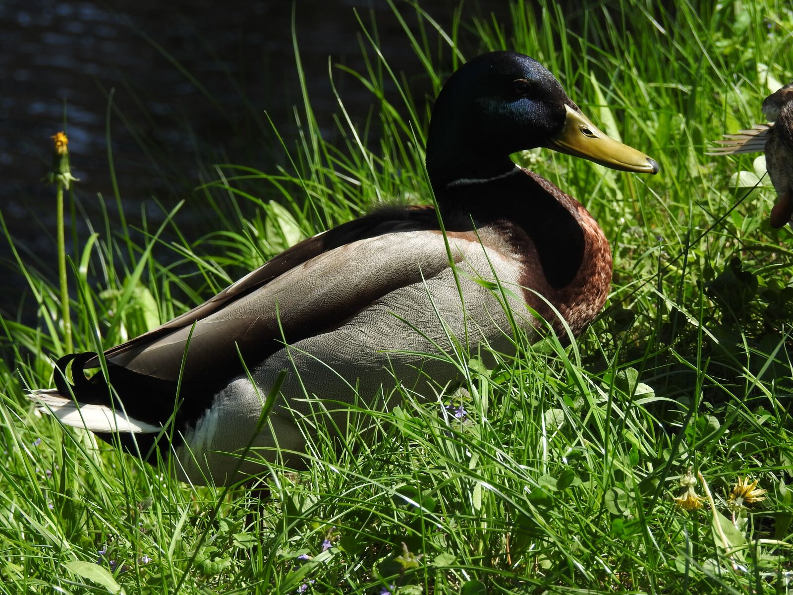 Nikon Coolpix P900 sample photo. Birds, lawn, nature photography