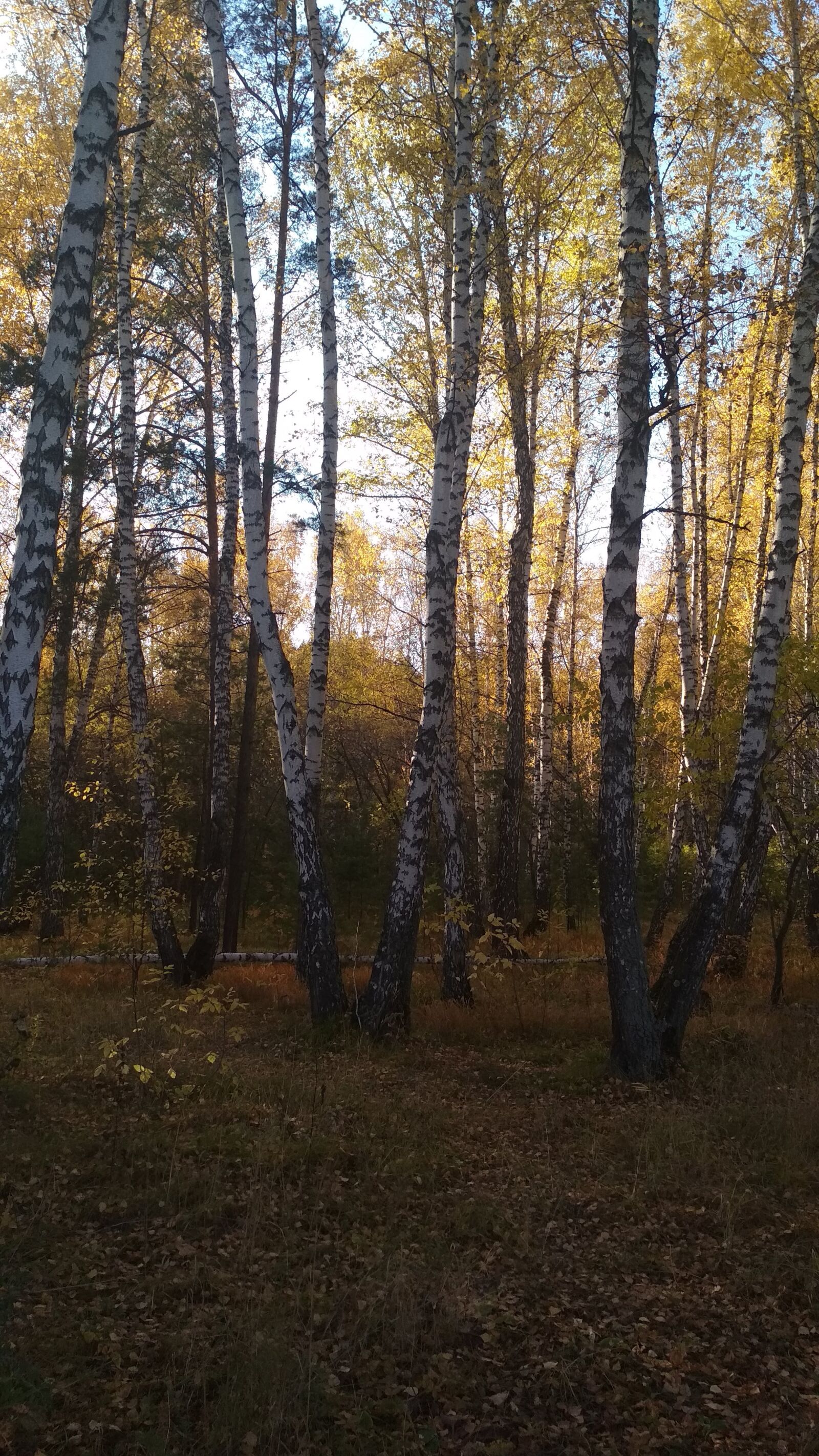 Xiaomi Redmi 4X sample photo. Autumn, orange, halloween photography