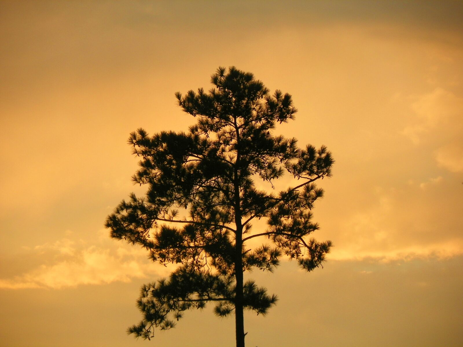 Kodak EasyShare Z981 sample photo. Tree, silhouette, sunset photography
