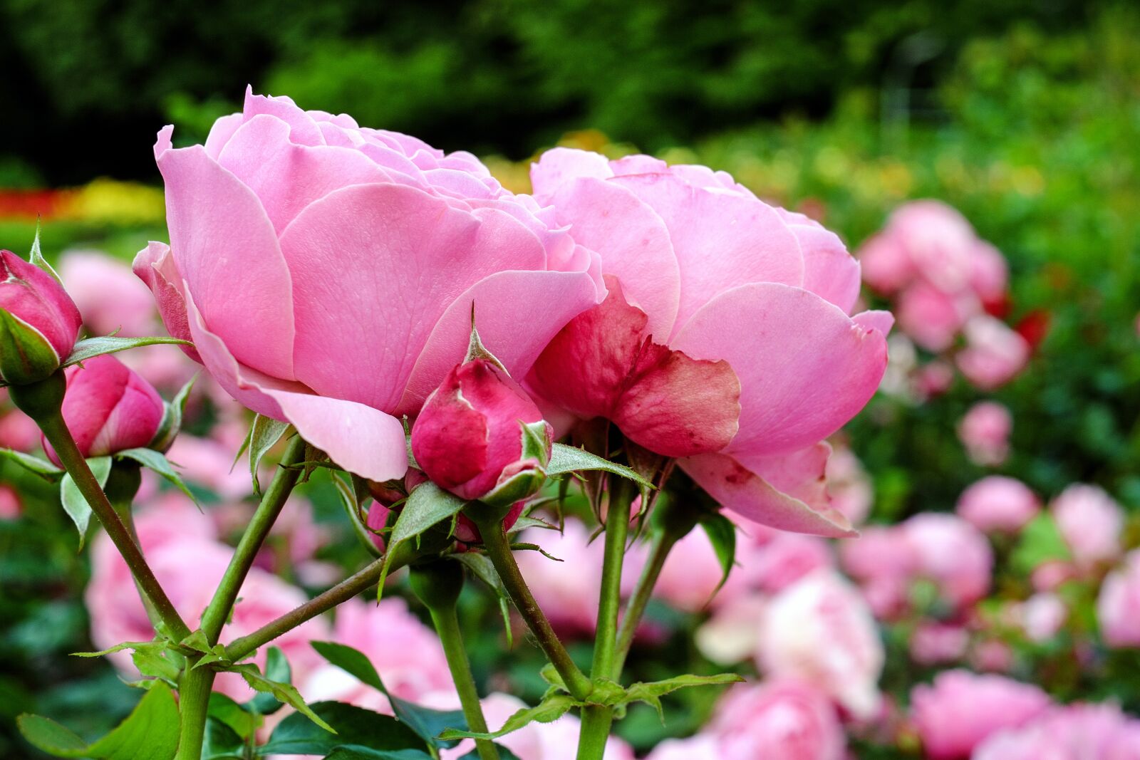 Fujifilm X-T10 + Fujifilm XF 35mm F1.4 R sample photo. Rose, flower, blossom photography
