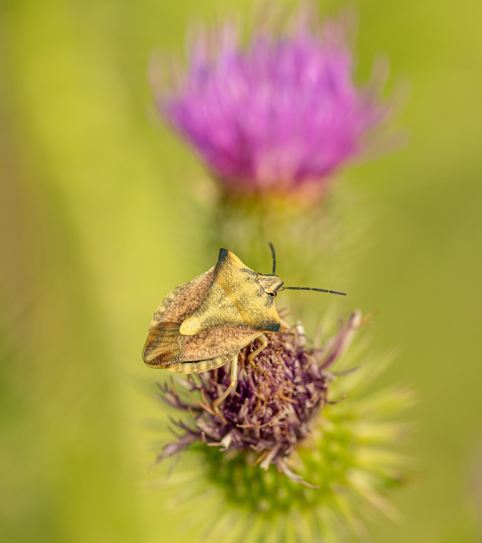 Nikon D850 sample photo. Beetle, bug, insect photography