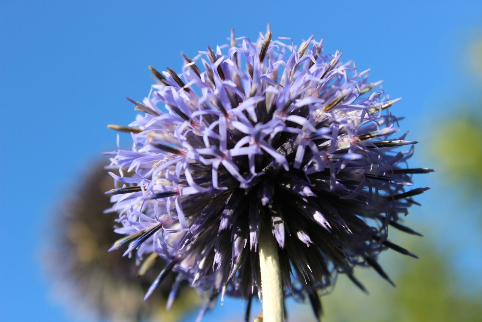 Canon EOS 600D (Rebel EOS T3i / EOS Kiss X5) sample photo. Flower, star, garden photography