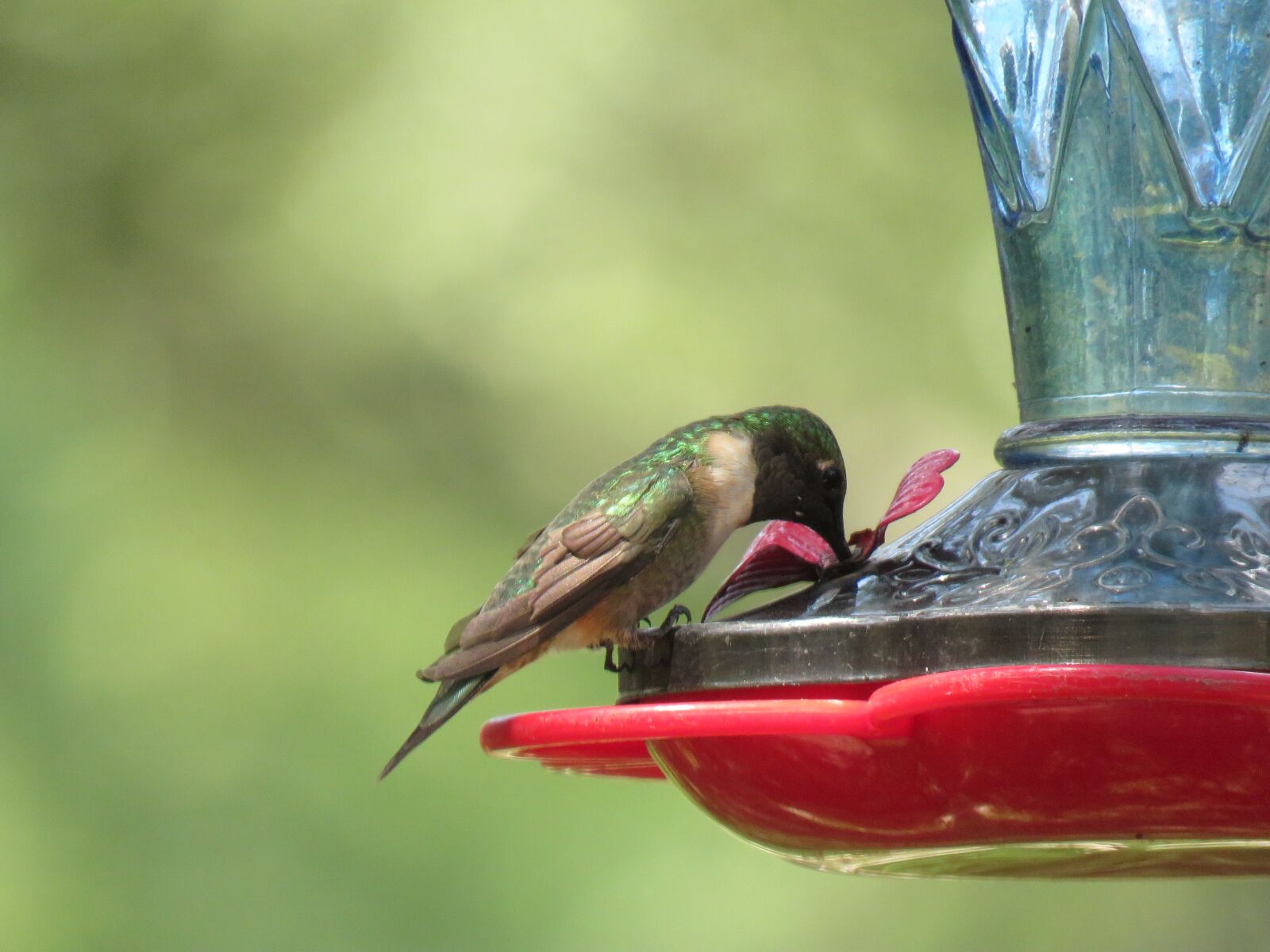 Canon PowerShot SX60 HS sample photo. Bird, hummingbird, colorful photography