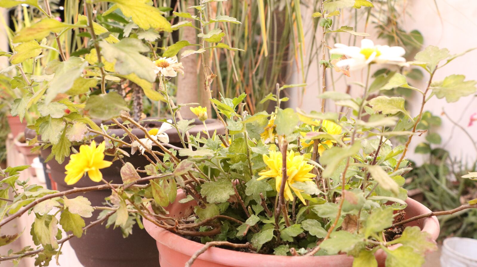Canon EOS 750D (EOS Rebel T6i / EOS Kiss X8i) sample photo. Flowers, garden, plant photography