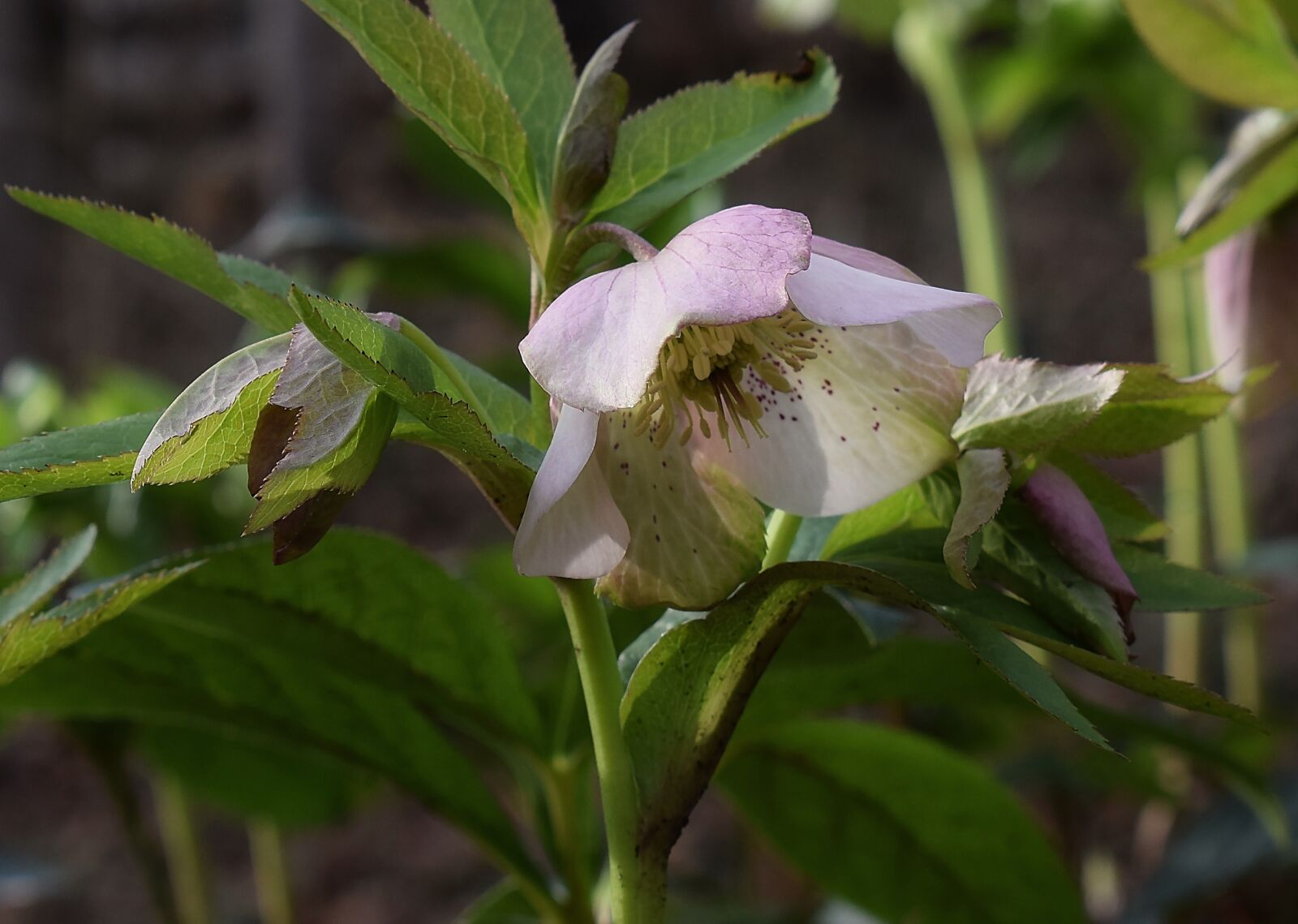 Nikon D3300 sample photo. Pink hellebore, pink lenten photography