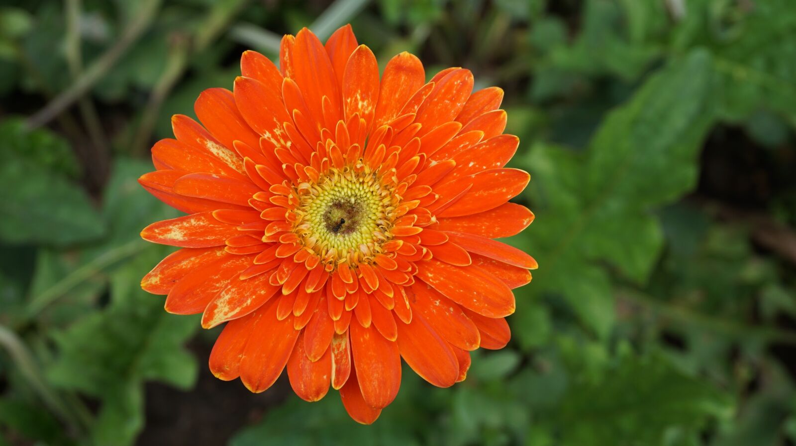 Sony a6000 sample photo. Gerbera, daisy, flowers photography
