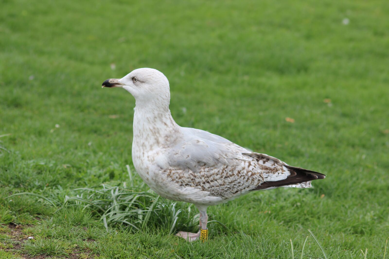 Canon EOS 600D (Rebel EOS T3i / EOS Kiss X5) sample photo. Seagull, bird, flying photography