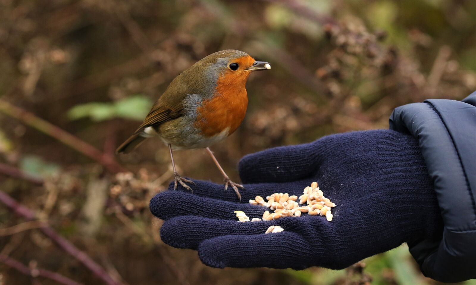 Canon EOS 7D Mark II sample photo. Robin, nature, hand photography