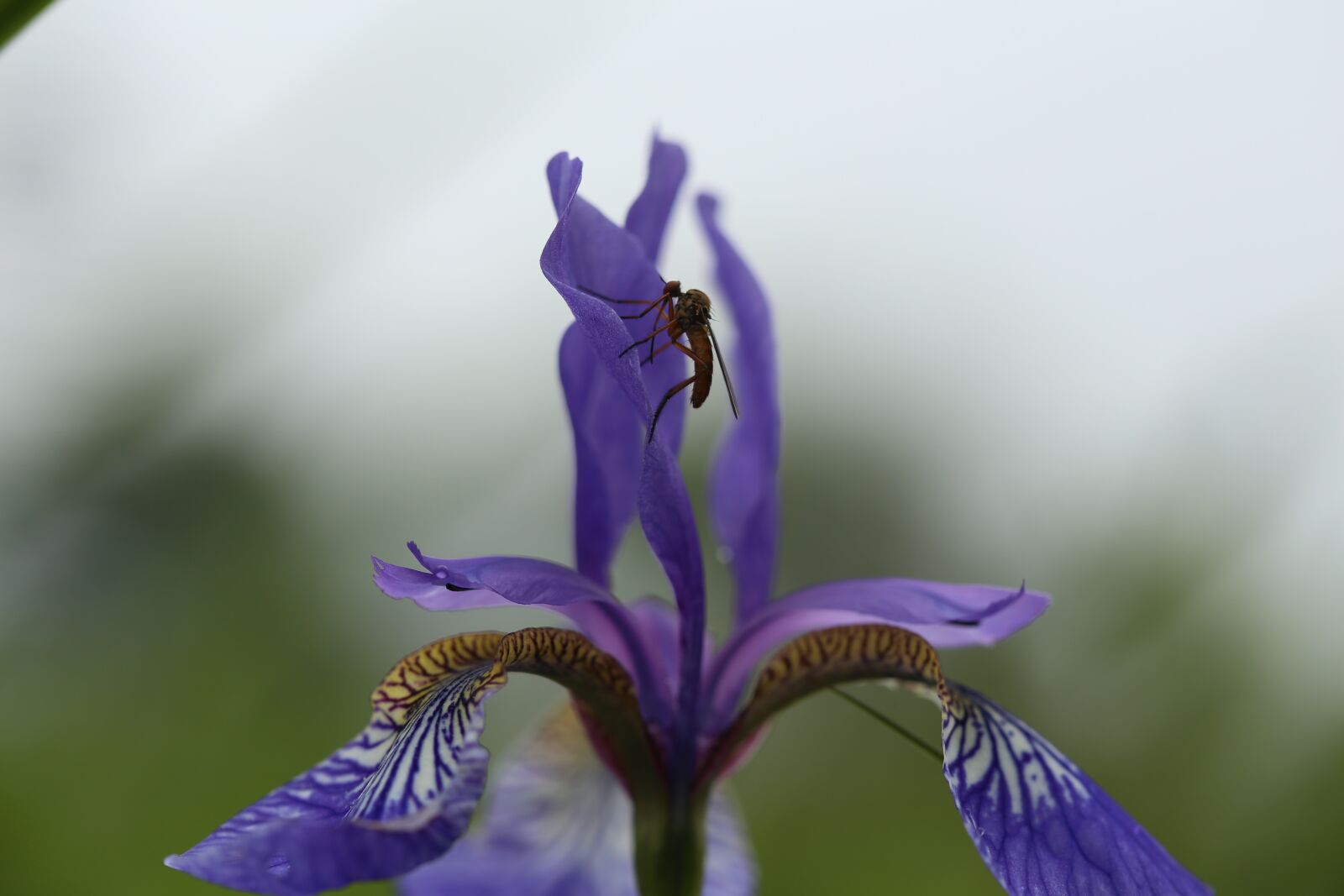 Canon EOS 6D sample photo. Flower, iris, garden photography
