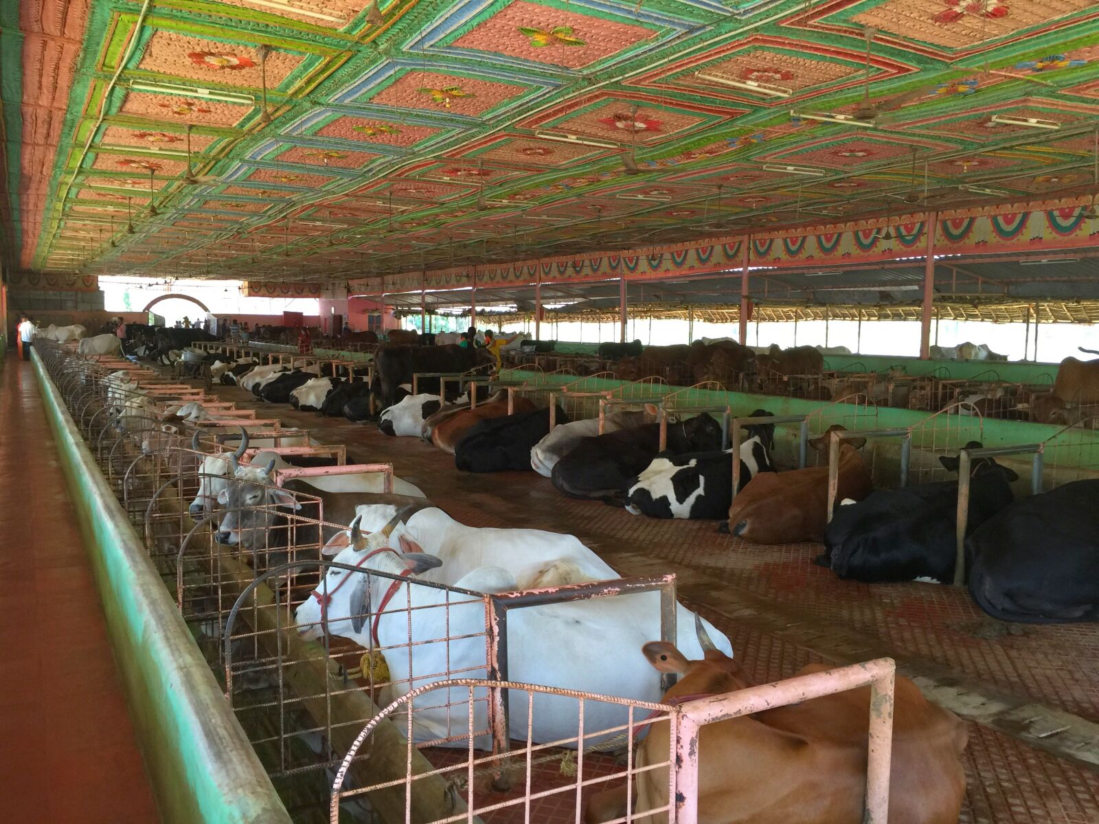 iPhone 6 Plus back camera 4.15mm f/2.2 sample photo. Animal, cows, cowshed photography