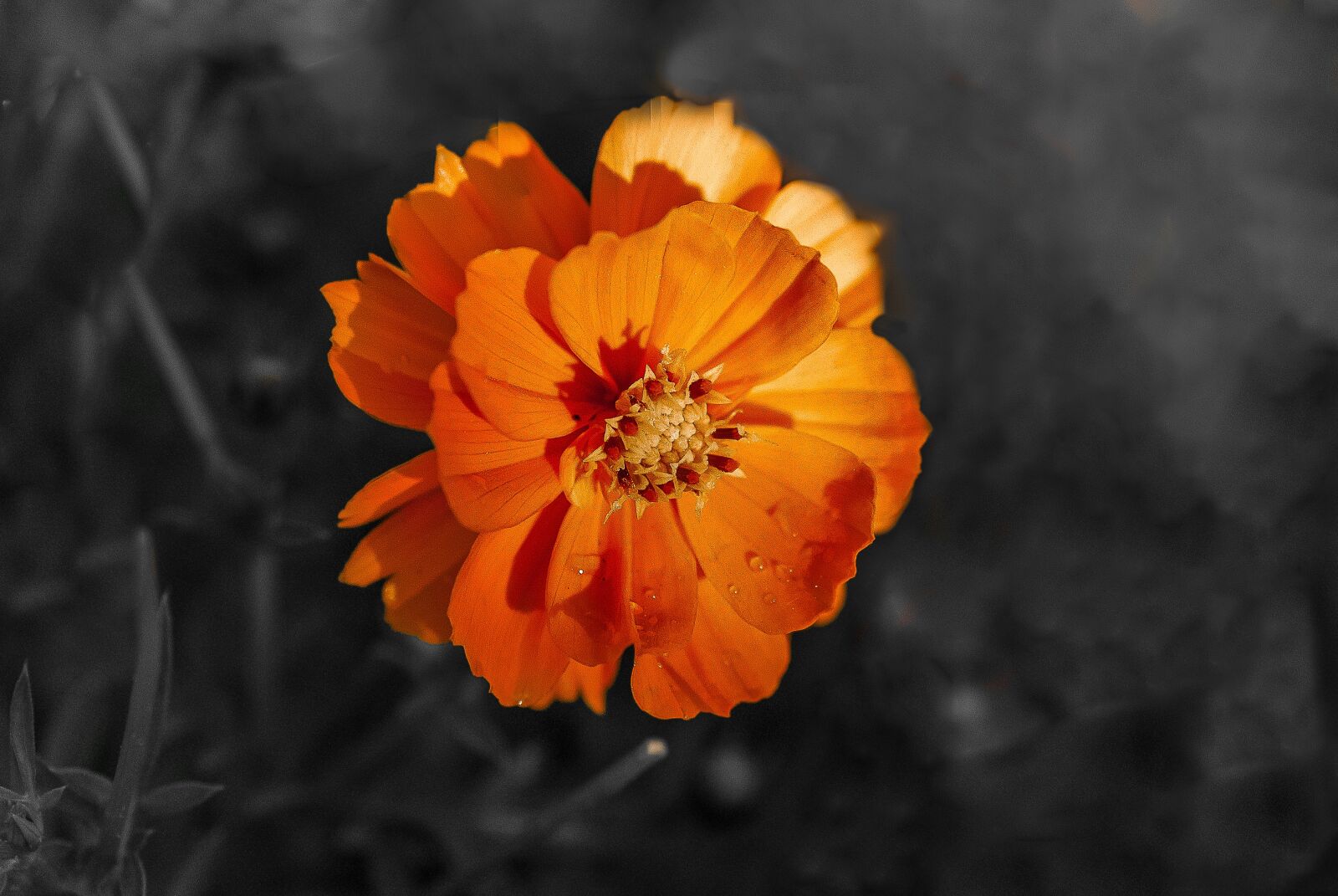 Nikon D80 sample photo. Color, exclusive, orange photography