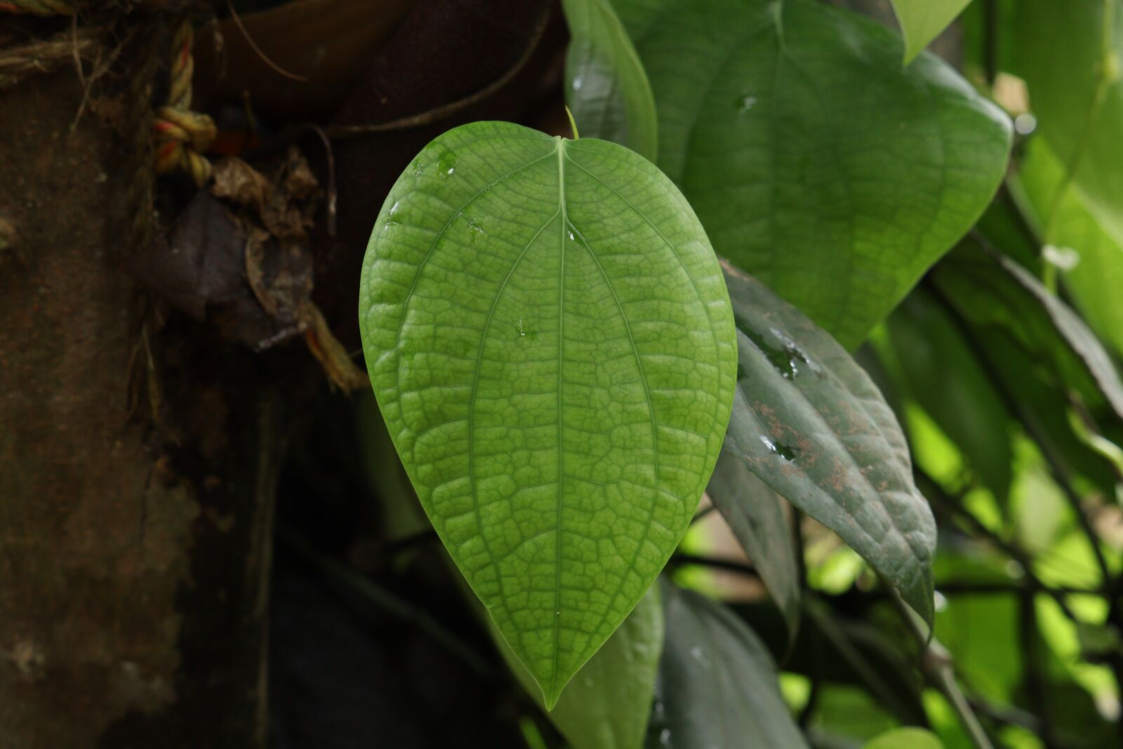 Canon EOS 250D (EOS Rebel SL3 / EOS Kiss X10 / EOS 200D II) sample photo. Leaf, nature, green photography