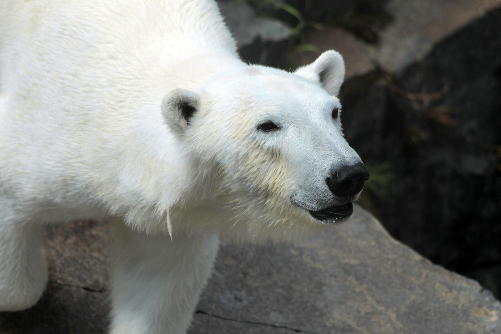 Canon EOS 1100D (EOS Rebel T3 / EOS Kiss X50) + Canon EF 75-300mm f/4-5.6 USM sample photo. Bear, polar, bear photography