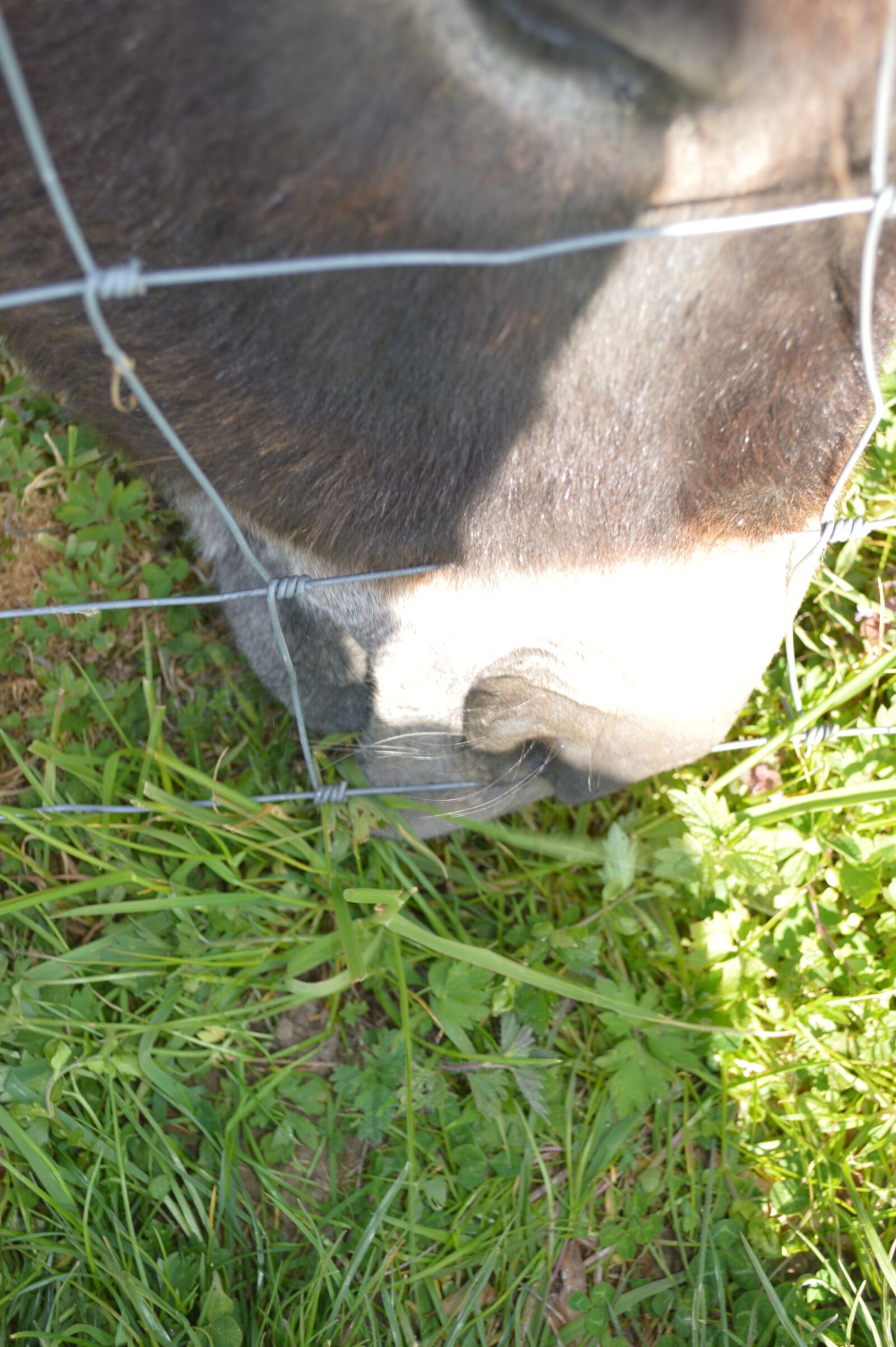 Nikon D3200 sample photo. Donkey, herbe, animal photography