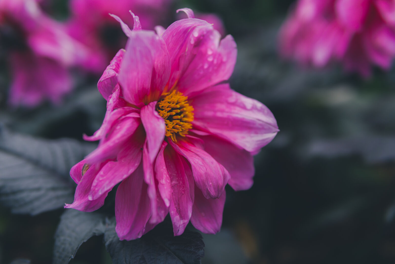30mm F1.4 DC DN | Contemporary 016 sample photo. Selective, focus, of, pink photography
