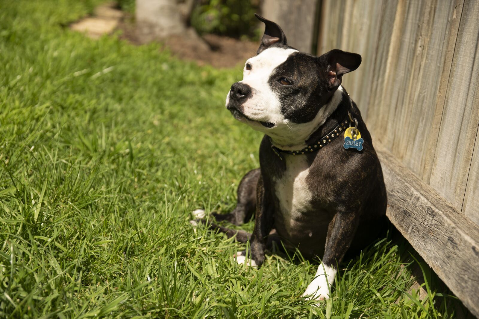 Nikon D3300 sample photo. Dog, sunshine, cute photography