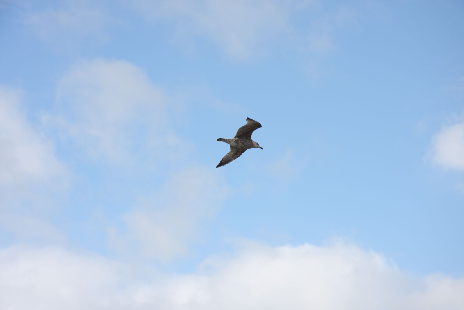 Canon EOS 40D sample photo. Sky, clouds, seagull photography