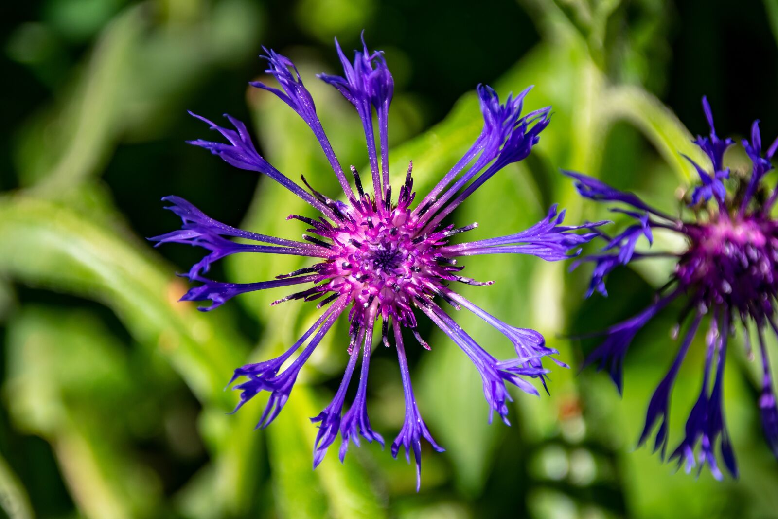Nikon D3400 sample photo. Mountain crumpled, flower, composites photography
