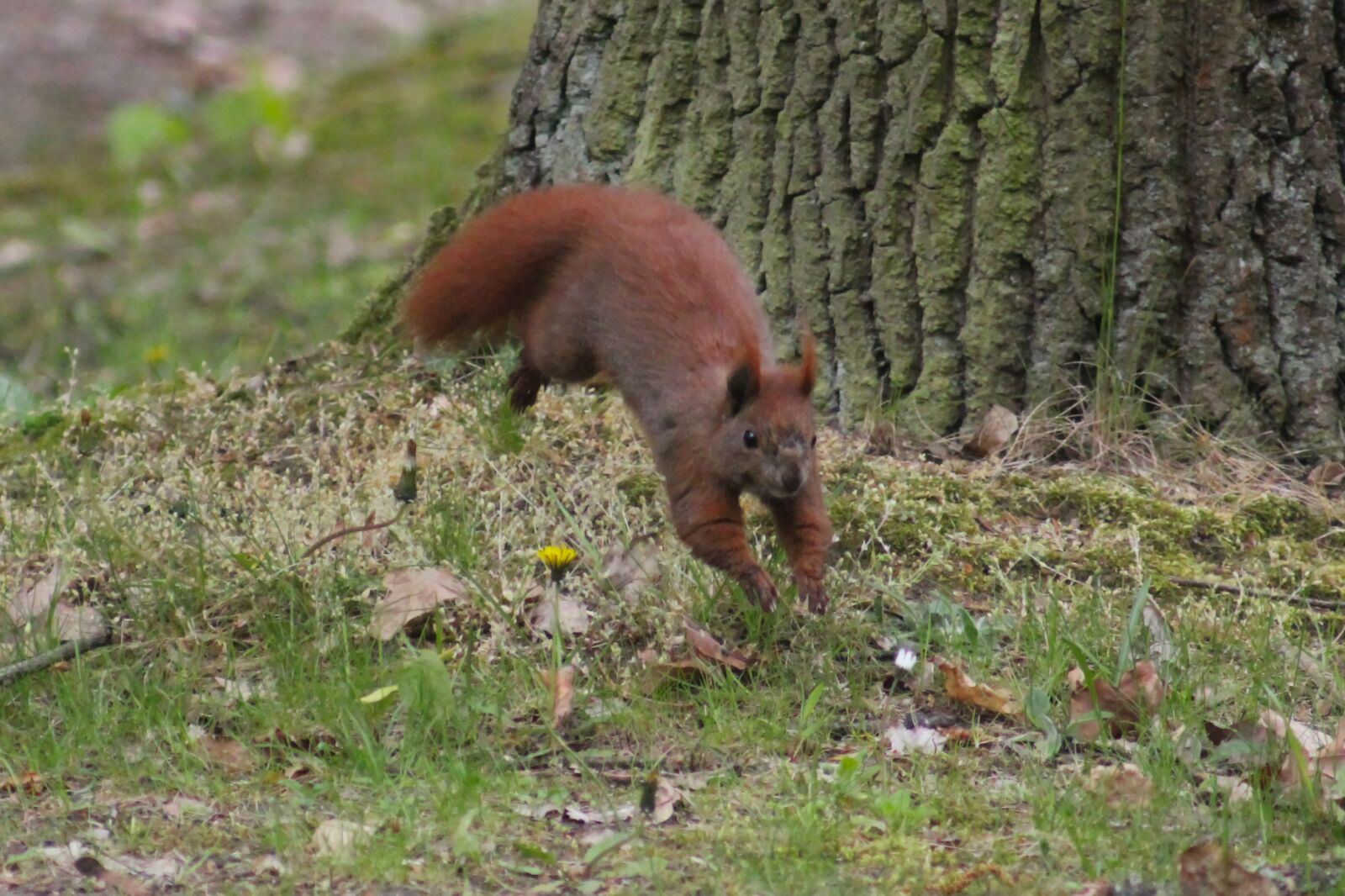 Canon EOS 550D (EOS Rebel T2i / EOS Kiss X4) sample photo. Eurasian squirrel, nature, animal photography