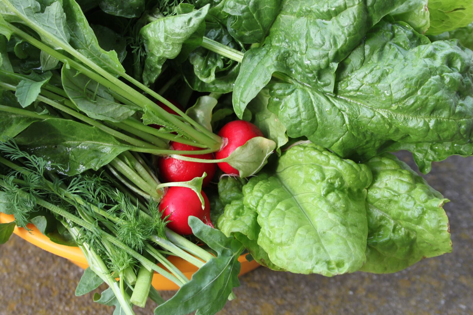 Canon EOS 500D (EOS Rebel T1i / EOS Kiss X3) sample photo. Lettuce, cabbage, young cabbage photography