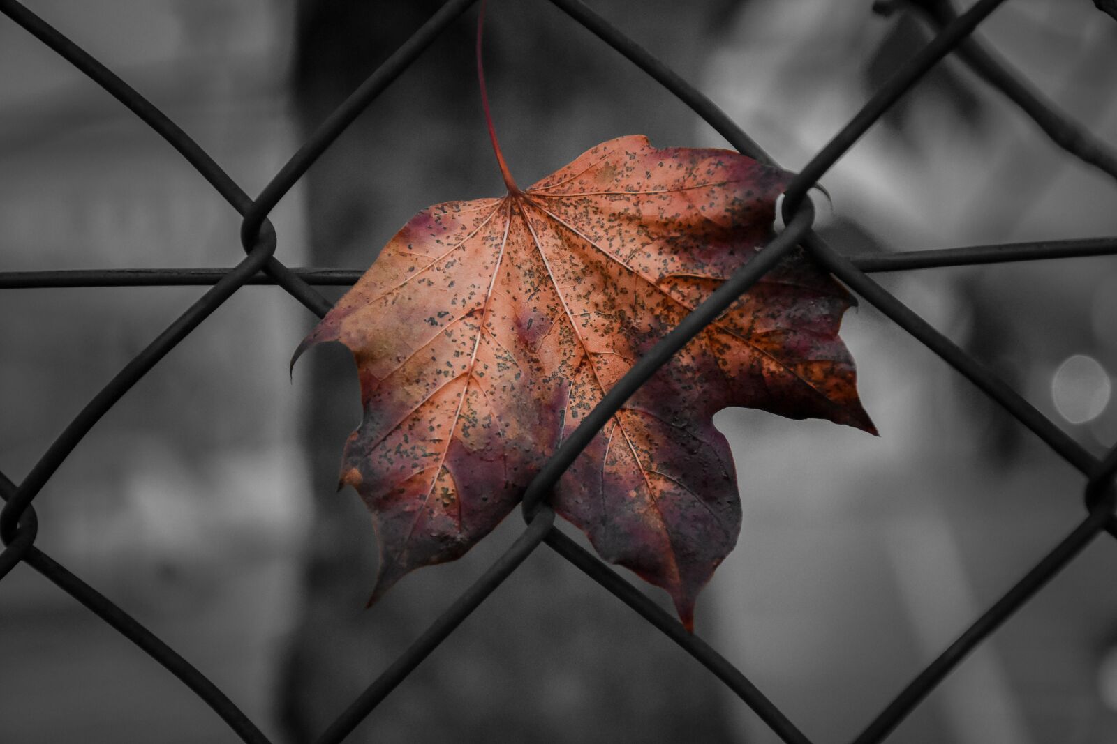 Nikon D7200 sample photo. Leaf, fence, network photography