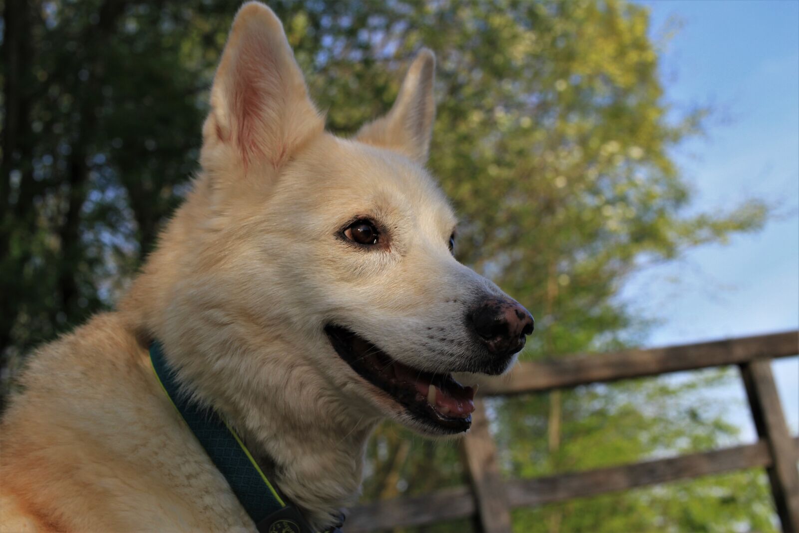 Canon EF-S 35mm F2.8 Macro IS STM sample photo. Dog, hybrid, husky photography