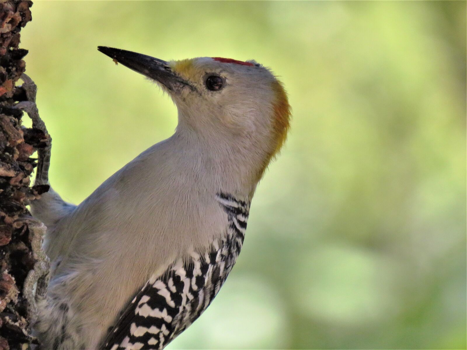 Canon PowerShot SX60 HS sample photo. Bird, woodpecker, up close photography