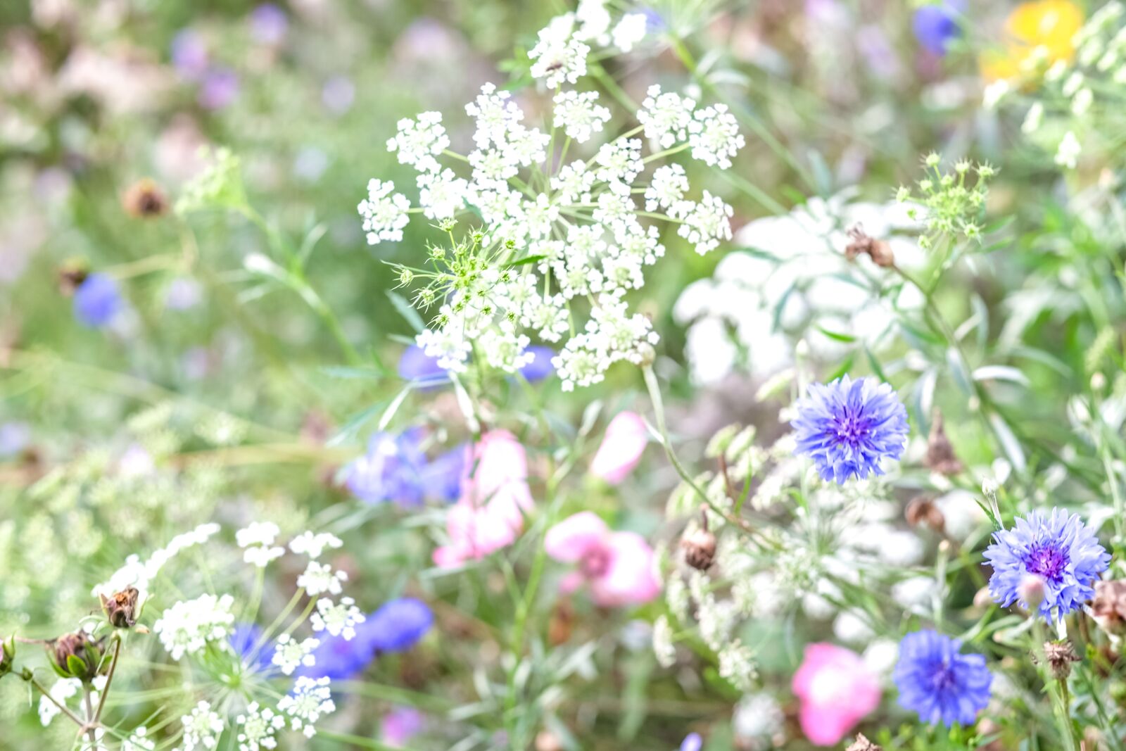 Fujifilm XF 56mm F1.2 R sample photo. Wildflower, flowers, garden photography