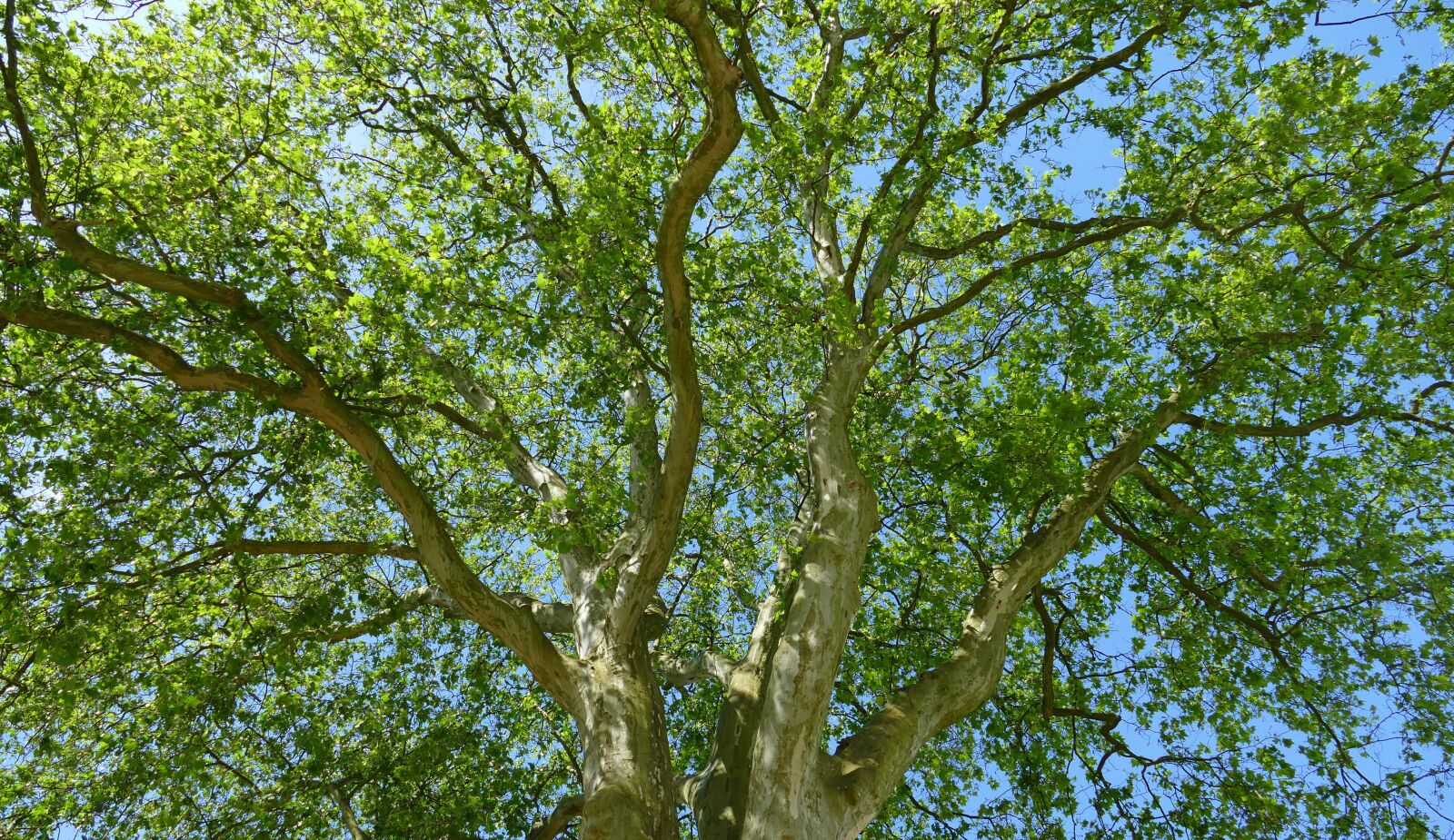Panasonic Lumix DMC-FZ1000 sample photo. Tree, crown, forest photography