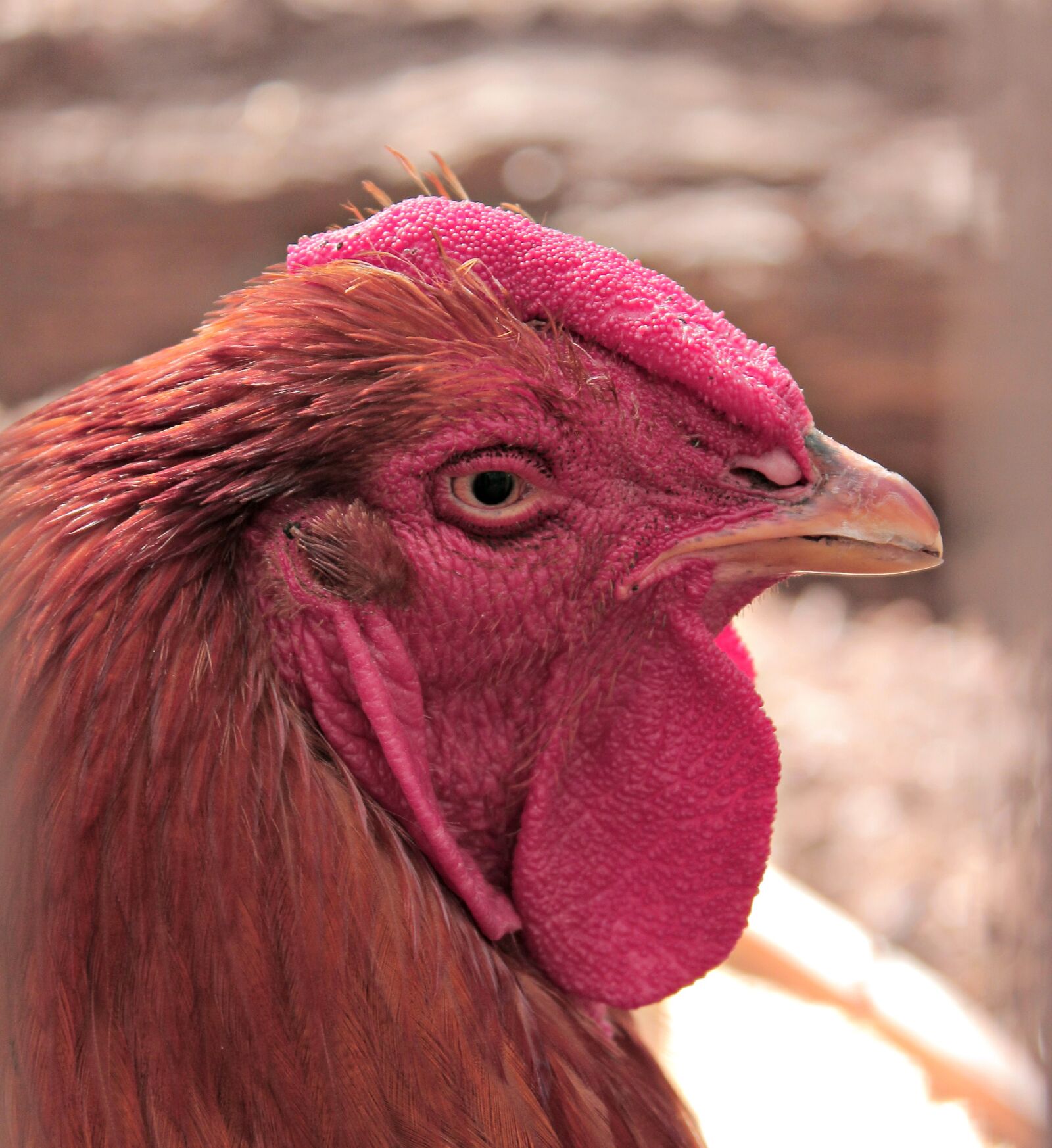 Canon EOS 600D (Rebel EOS T3i / EOS Kiss X5) sample photo. Hahn, bird, poultry photography