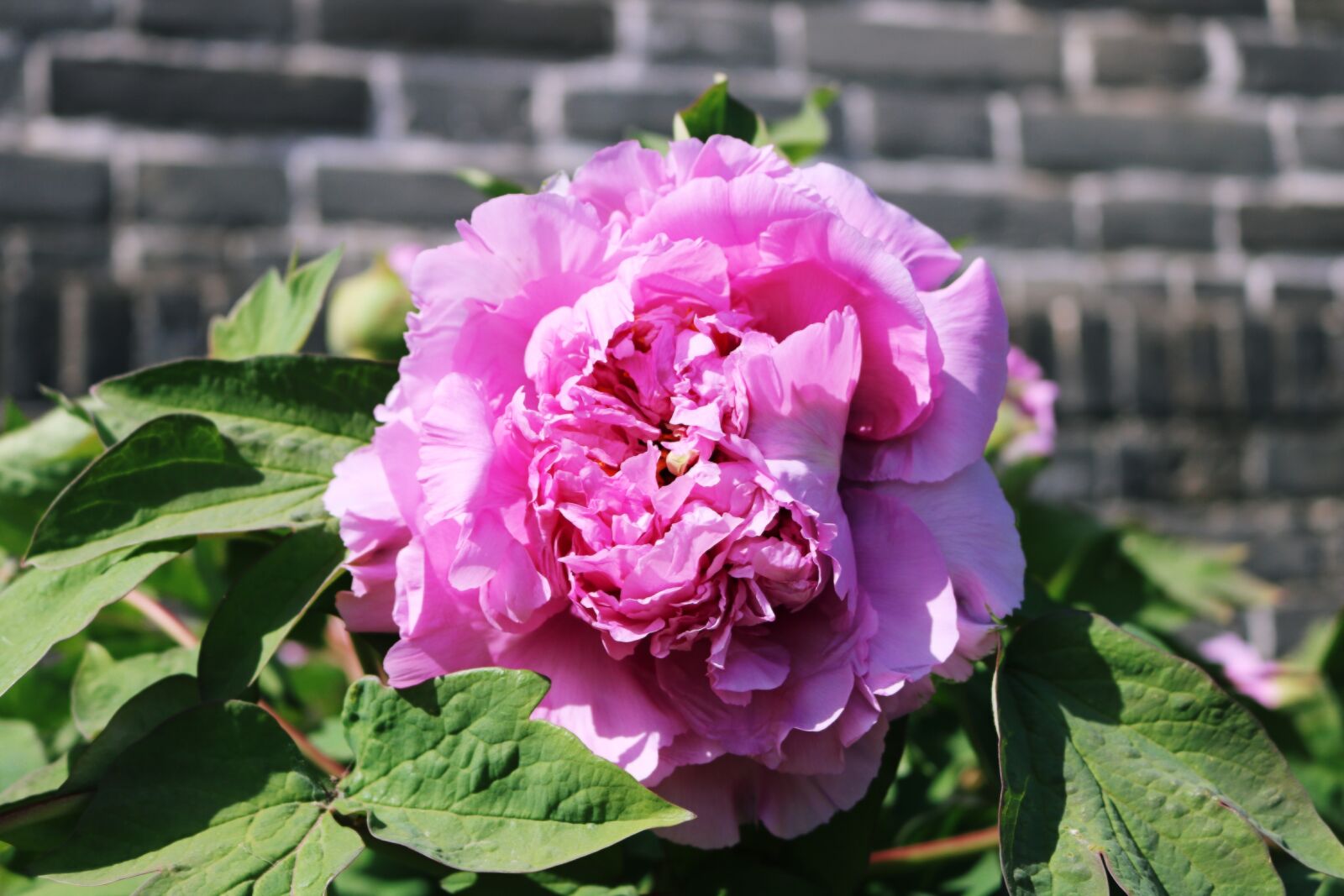 Canon EOS 750D (EOS Rebel T6i / EOS Kiss X8i) sample photo. Flower, plant, garden photography