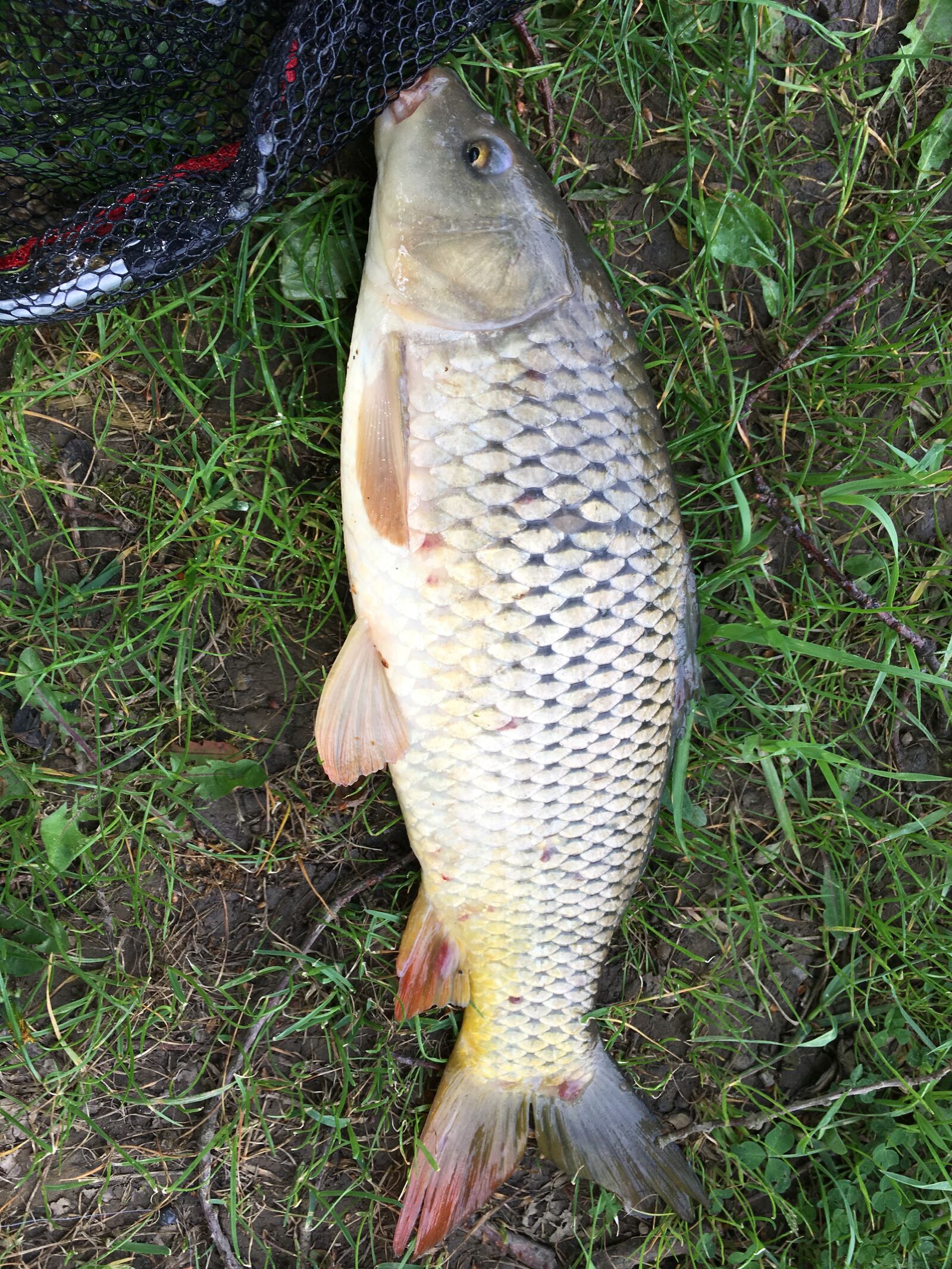 iPhone SE back camera 4.15mm f/2.2 sample photo. Fish, fishing, sea photography