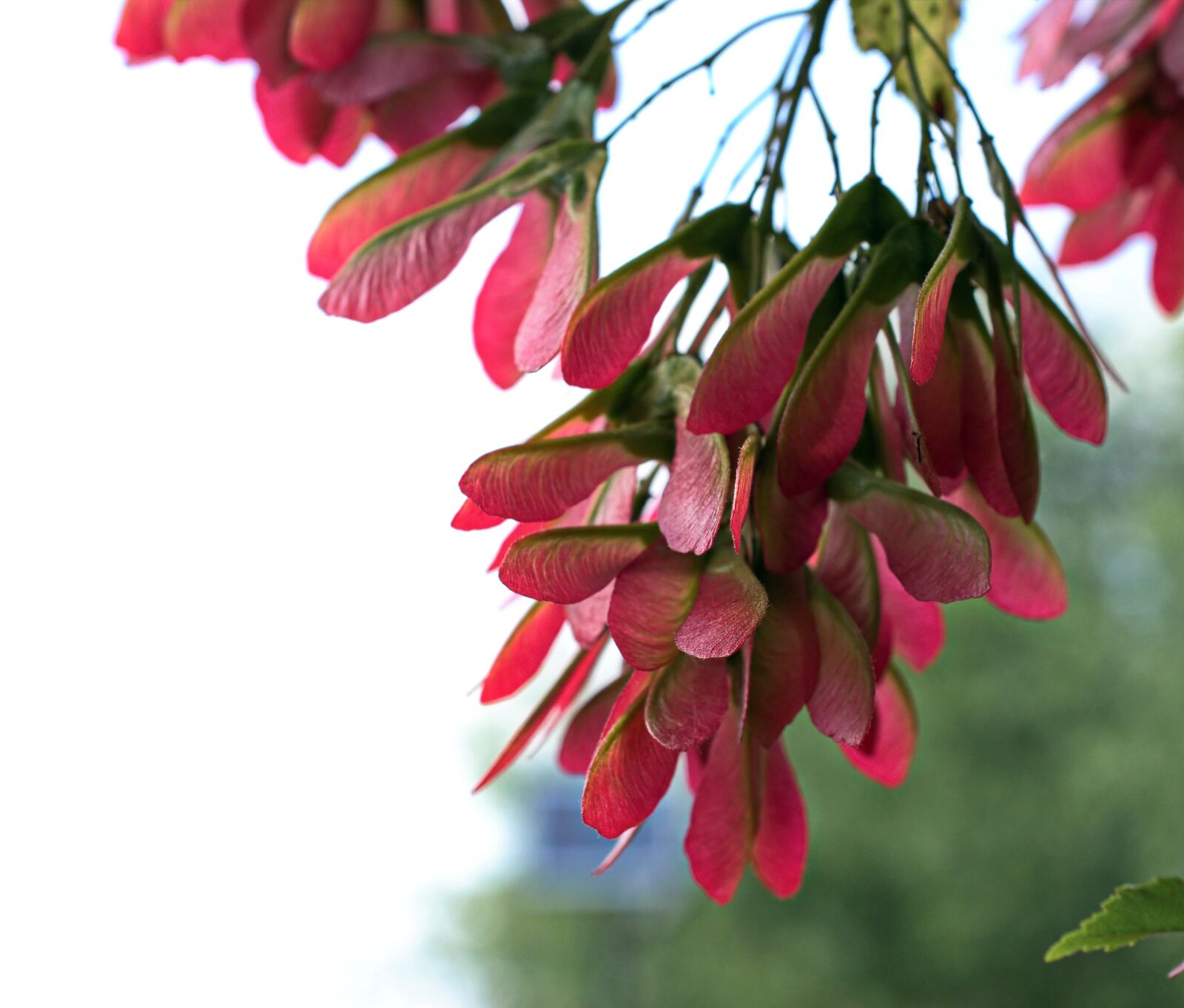 Nikon D5300 sample photo. Seeds, red, fruit photography