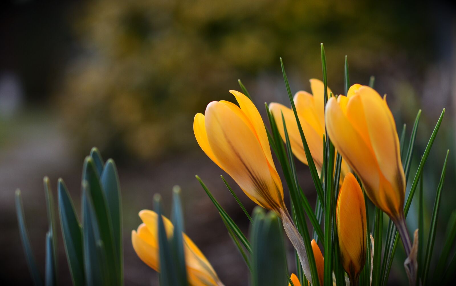 Nikon D5200 sample photo. Crocus, yellow crocuses, spring photography