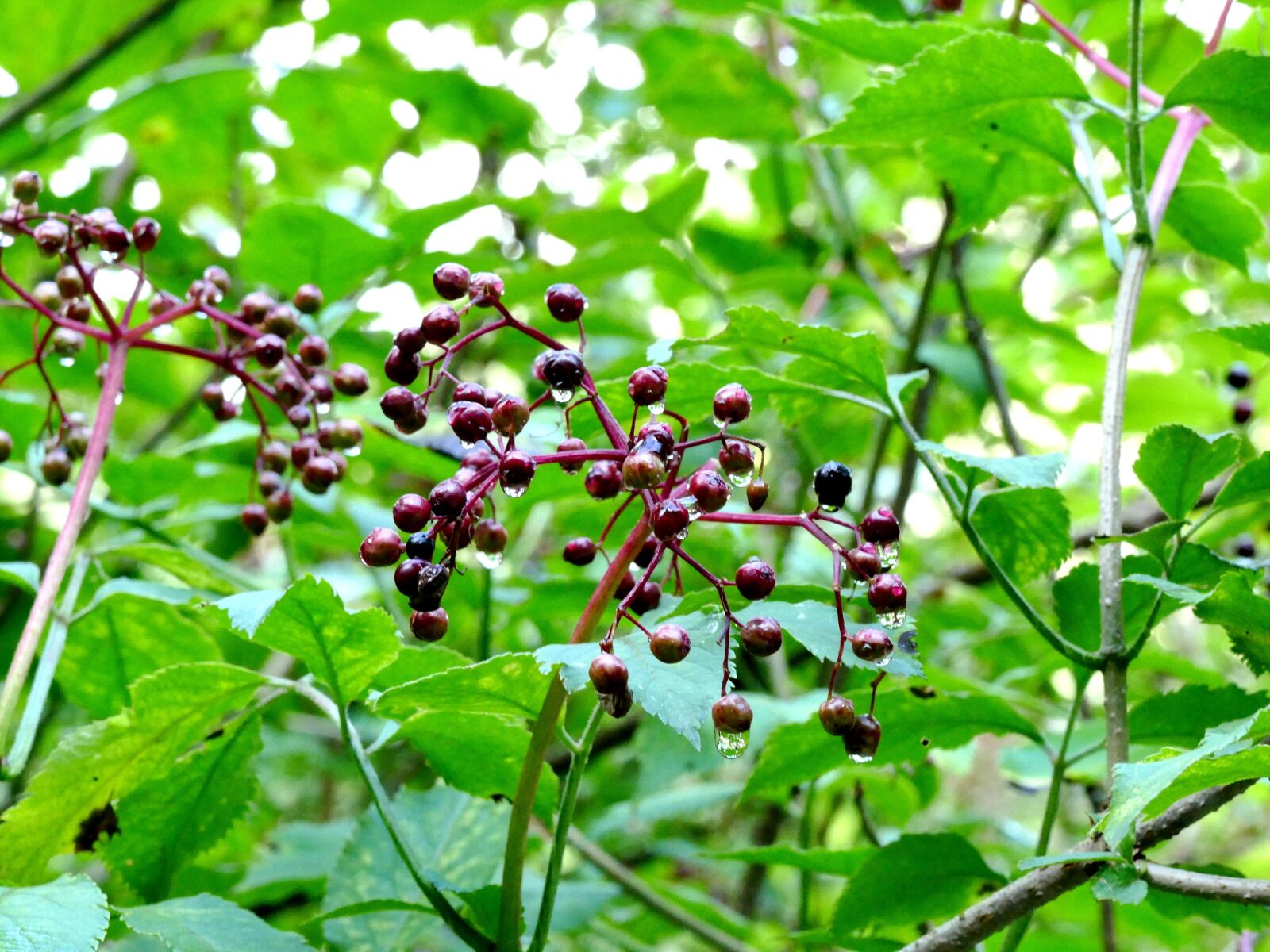 Panasonic Lumix DMC-FZ1000 sample photo. Berries, leaves, green photography