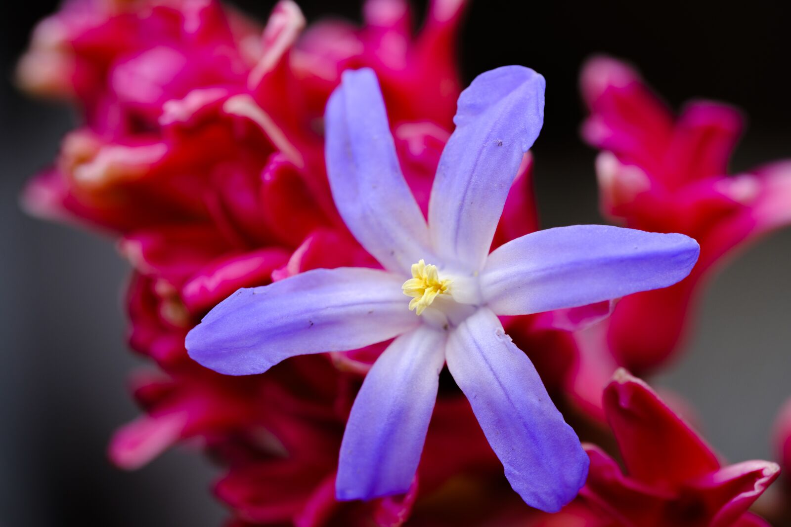 Fujifilm X-T2 + Fujifilm XF 80mm F2.8 R LM OIS WR Macro sample photo. Star hyacinth, snow pride photography