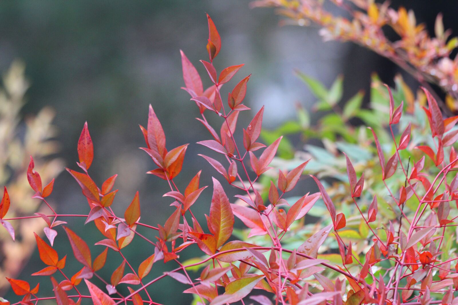 Canon EOS 60D + Canon EF 70-300mm F4-5.6 IS USM sample photo. Leaves, bush, colorful photography