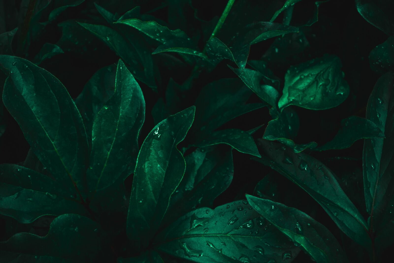 Nikon D3100 sample photo. Background, leaves, green photography