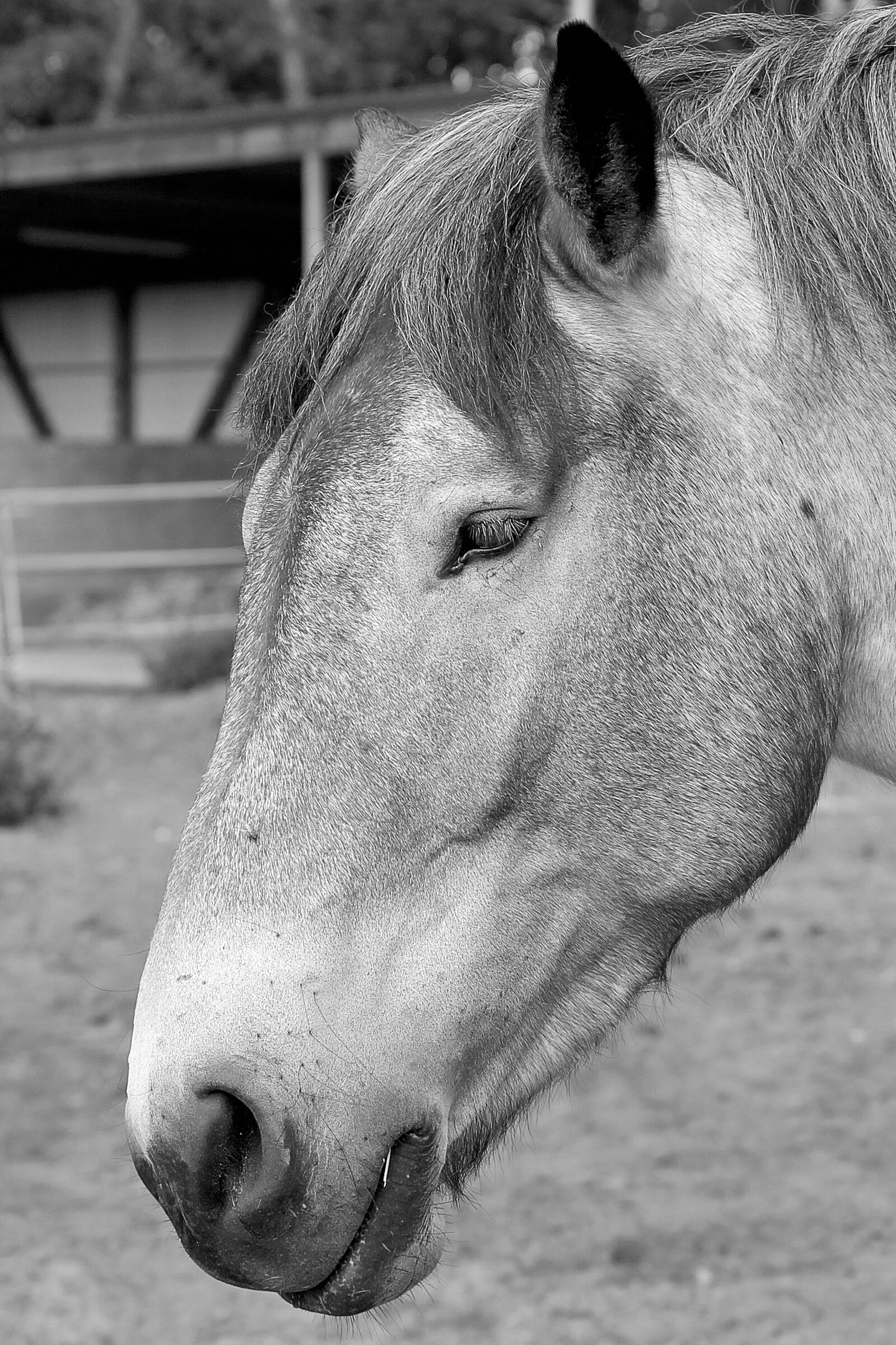 Canon EF-S 55-250mm F4-5.6 IS II sample photo. Horse, horse head, pferdeportrait photography