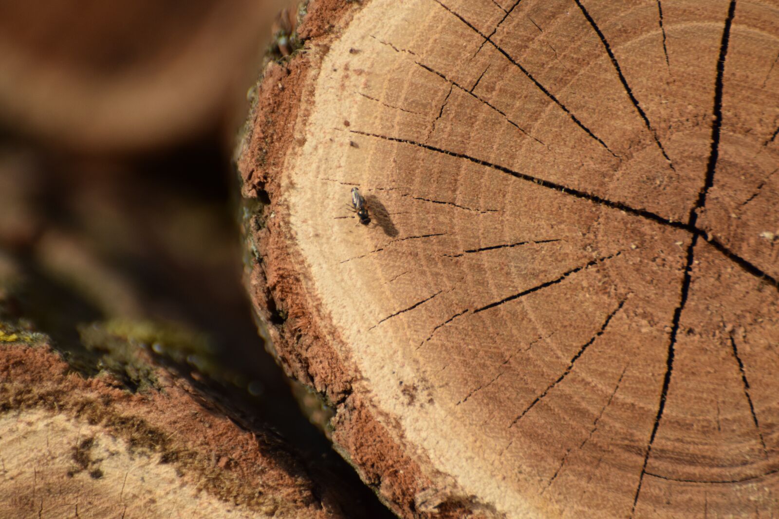 Nikon D5300 sample photo. Sunshine, fly, wood photography