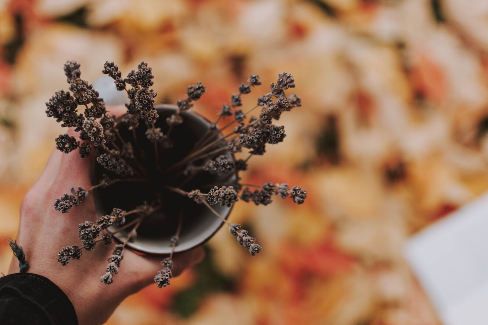 Nikon D5200 sample photo. Autumn, leaves, book photography