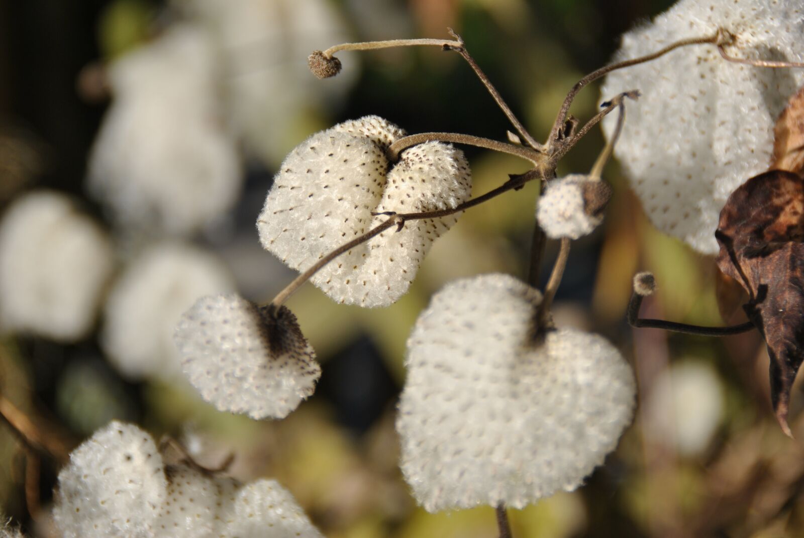 Nikon D3000 sample photo. Plant, wool, bausch photography