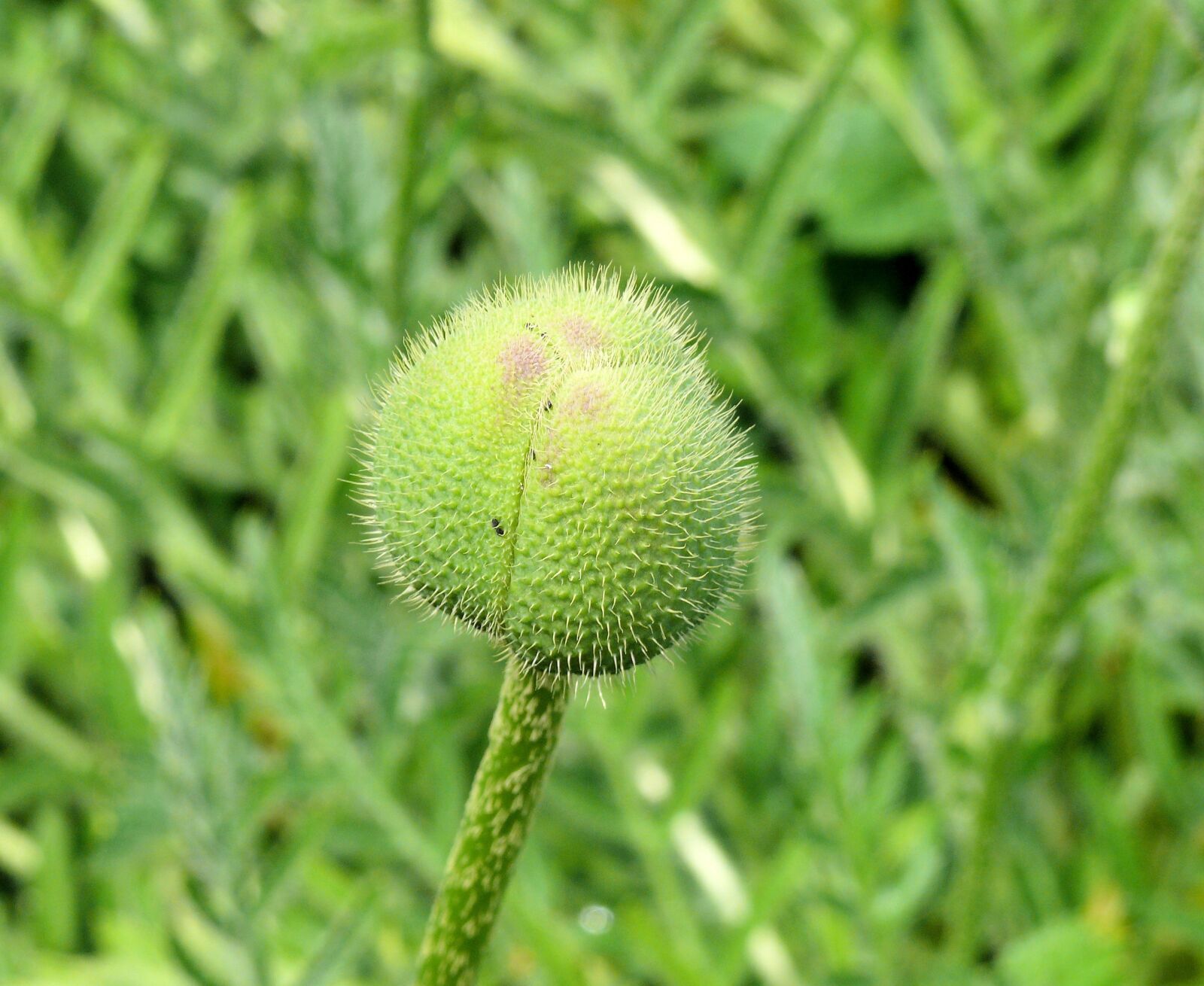 Panasonic DMC-FZ50 sample photo. Poppy, in button, spring photography