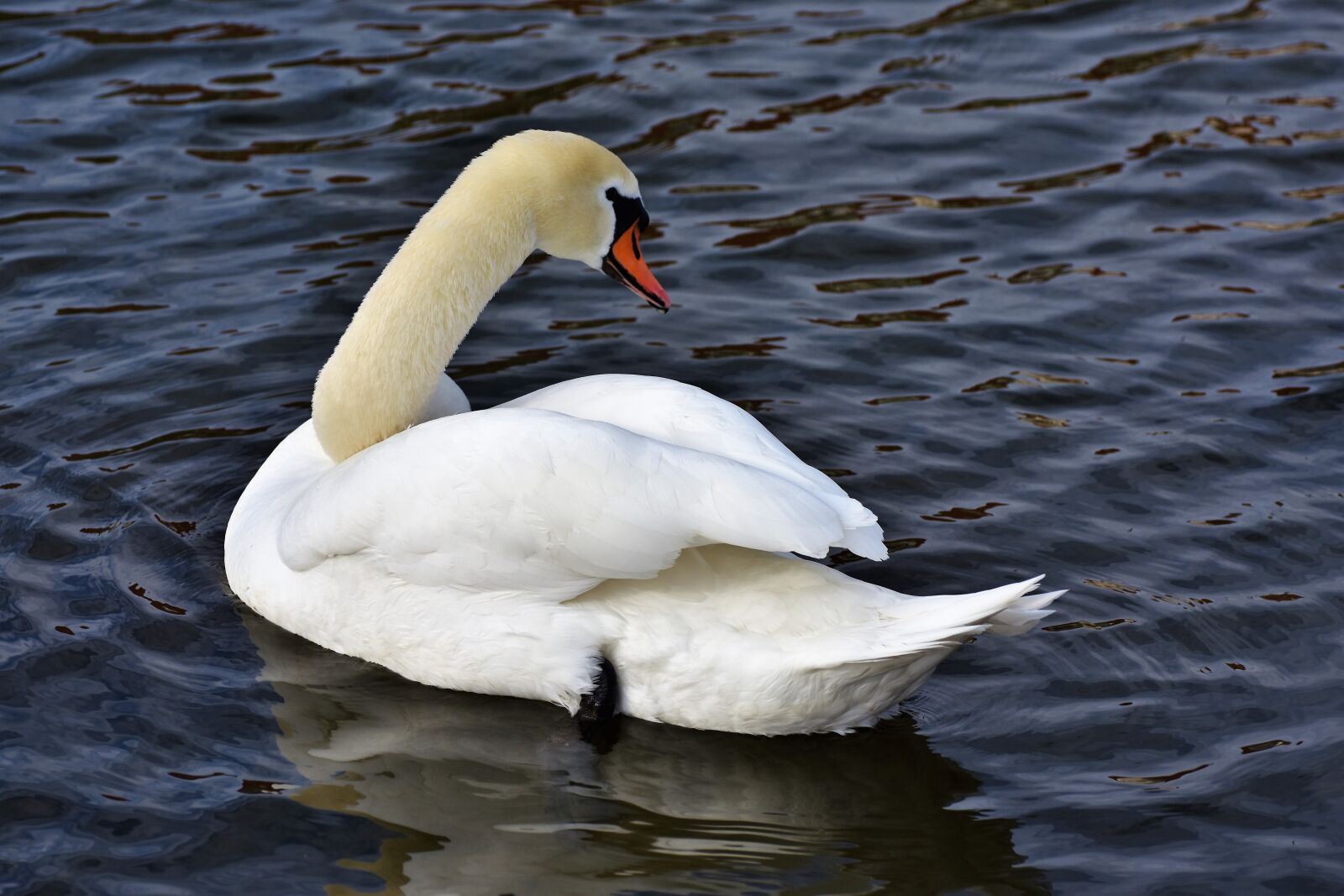 Nikon D7200 sample photo. Swan, water bird, schwimmvogel photography